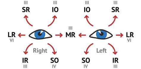 Intramuscular & Extraocular Muscles Quiz - Trivia & Questions