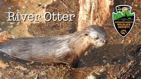 A Moment with a River Otter | Susquehannock Wildlife Society