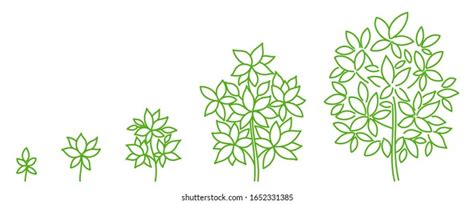 Tree Growth Stages Diagram Development Stage Stock Vector (Royalty Free) 1652331385 | Shutterstock