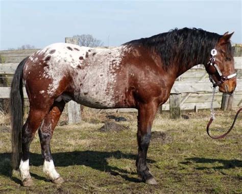 bay spotted blanket - Appaloosa stallion LS Hollywood Dazz | Appaloosa ...