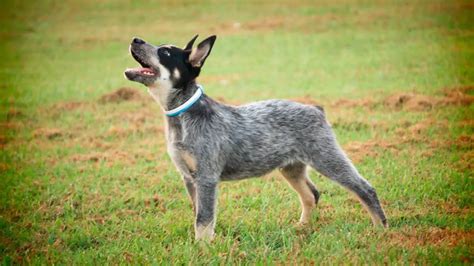 Blue Heeler Dogs – Collie Dingo Mix