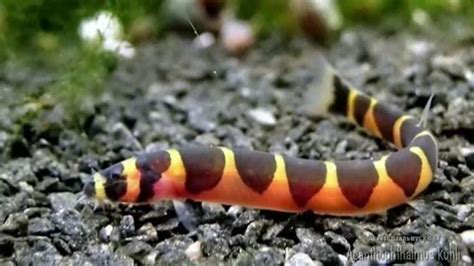 What Do Kuhli Loach Eat? Foods | Times | Amounts | Feeding – Fishkeeping Forever