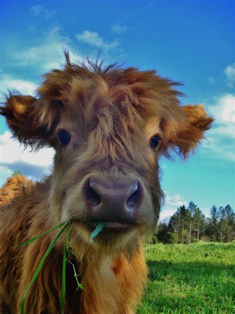 Halley, one of our 2011 heifer calves. | Animals wild, Cute cows ...