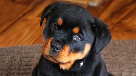 Cute Rottweiler Puppies Compilation - YouTube