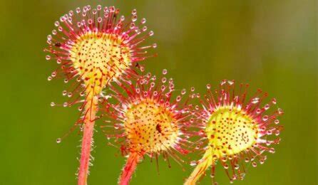 Sundew Plant: Facts, Grow and Care Tips in 2023