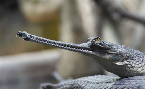 Young Indian Gavial or Gharial - Crocodile Facts and Information