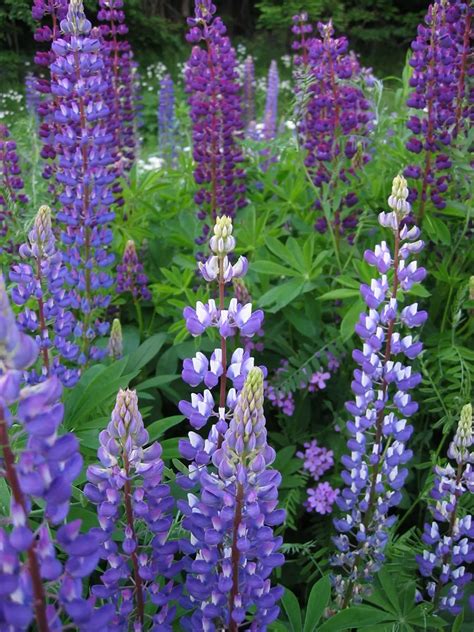 Cheap Lupine Flower Seeds, find Lupine Flower Seeds deals on line at ...