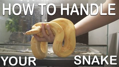 How To Handle A Snake For The First Time Safely - FarmPally.com