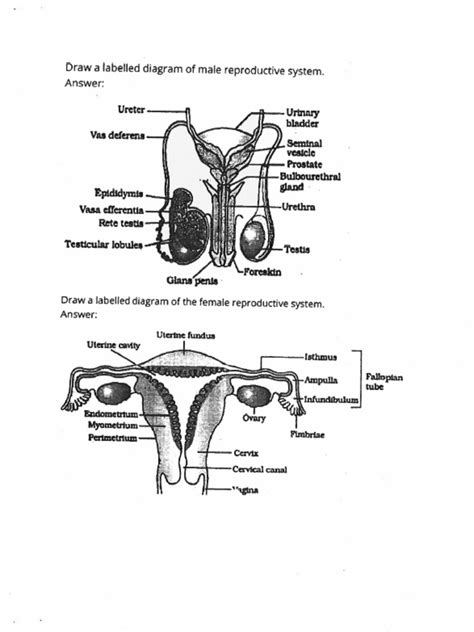 Reproductive System Quiz | PDF