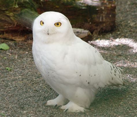 Snowy Owl love | Owl, Harry potter characters, Snowy owl