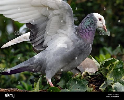 Feral pigeon feeding in urban garden with outstretched wings Stock ...