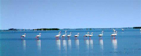 Chilika lake is Migratory Birds Heaven: an Exotic Place in Odisha