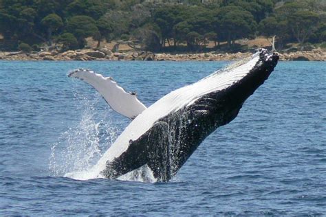 Australia's Great Humpback Whale Migration | Australian Wildlife Journeys