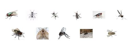 Types Of Flies | Do-It-Yourself Pest Control