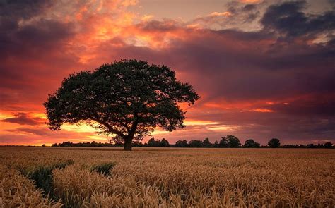 1080P free download | Wheat Field in Cloudy Sunset, Trees, Sky, Wheat, Clouds, Landscapes ...