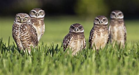 Burrowing Owls of Florida; Who Knew?