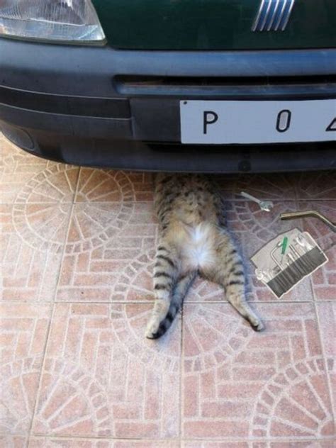 Don't worry, Mechanic Cat can fix your car. | Cats, Funny animal pictures, Cat memes