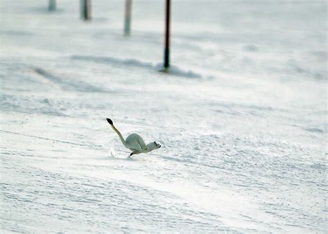 "Snow Weasel 2" by Kevin McInnis | Redbubble