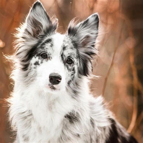 Border Collie. Such a stunning blue merle #merle #bluemerle #bordercollie | Cute dogs breeds ...