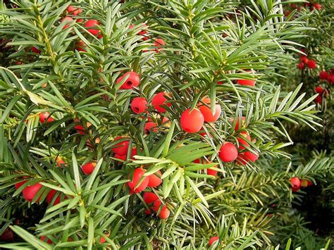 CANADA YEW - TAXUS CANADENSIS | The UFOR Nursery & Lab