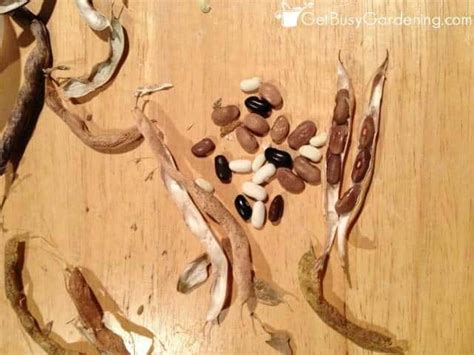 How To Save Bean Seeds From Your Garden - Get Busy Gardening