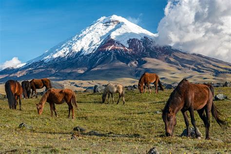 Fabulous Reasons To Visit Ecuador's Cotopaxi National Park | TravelAwaits