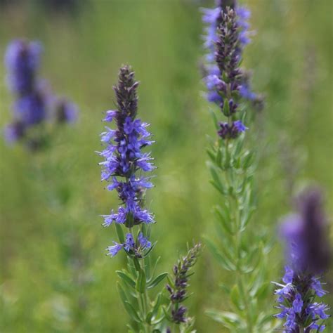 Buy hyssop or Hyssopus officinalis Hyssopus officinalis: Delivery by Waitrose Garden