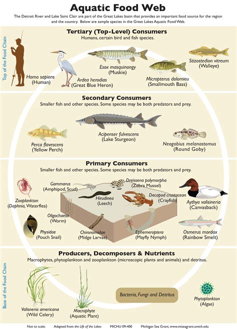 What is aquatic ecosystem | Its Functions, Importance & Uses to Man