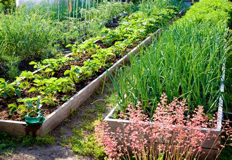 7 Vegetable Garden Layout Ideas To Grow More Food In Less Space