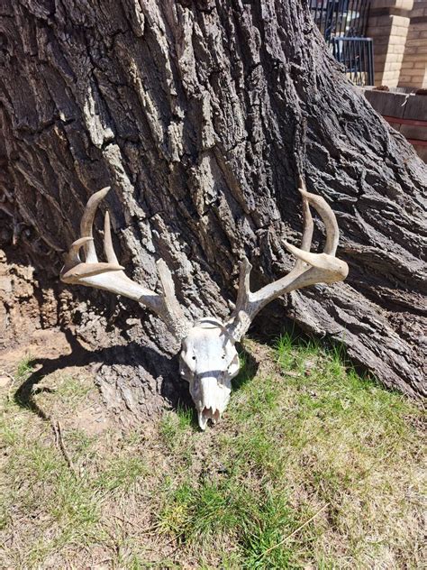 Giant Trophy 127 Coues Deer Antlers Skull Real Antlers - Etsy