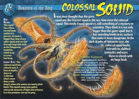 Colossal Squid | Wierd N'wild Creatures Wiki | Fandom powered by Wikia | Colossal squid, Squid ...