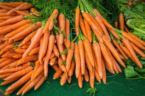 How to Start Carrot Farming in the USA: A Step-By-Step Production Guide ...