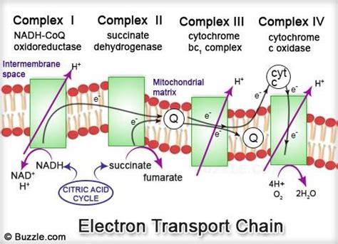 Electron Transport Chain (ETC) – pritishenoyindia