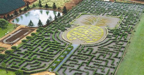 World's Largest Maze: Dole Plantation, Hawaii : pics