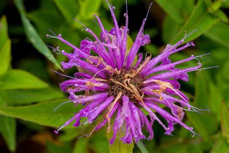 Wild Bergamot: Beautiful Purple Flower in Rocky Mountain National Park