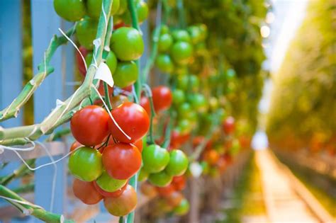 Greenhouse Tomato Production -- Boyalite Blog