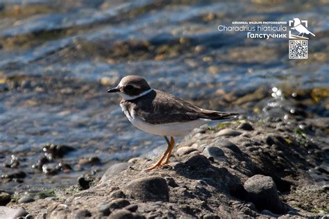 Common ringed plover on Behance