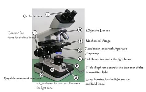 Incident Light Source Microscope Function | Americanwarmoms.org