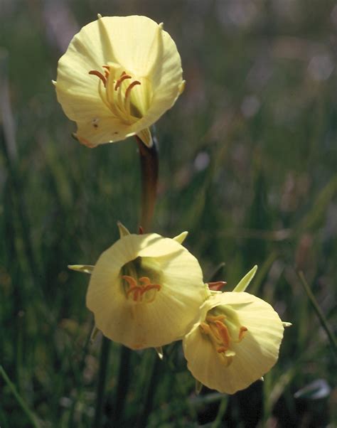 Flower Gallery :: Amaryllidaceae :: 190_38