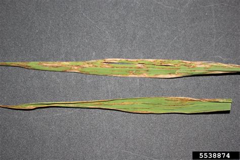 bacterial leaf blight of rice (Xanthomonas oryzae pv. oryzae (ex ...