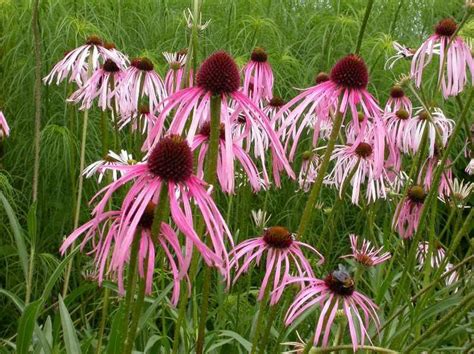 Plants For Very Rocky Soil - Garden Plant