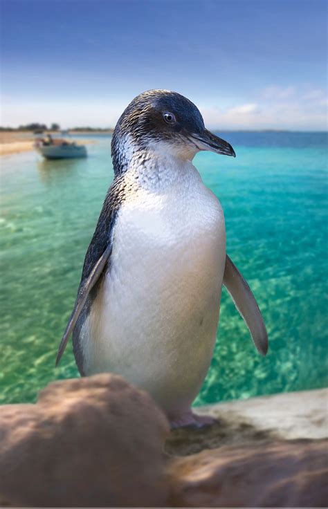 Penguin Island, Perth, Australia | Penguins, Perth, Australian animals