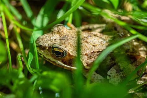 How To Attract Frogs And Toads To Your Garden | Fasci Garden