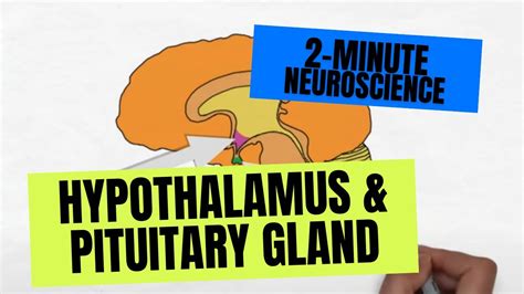 Hypothalamus And Pituitary Gland Histology