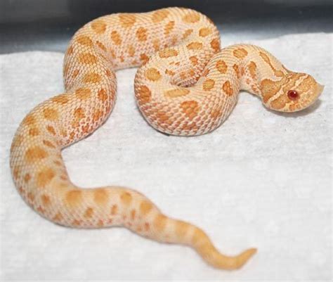 Reptile Facts - fortheloveofherpetology: Western Hognose...