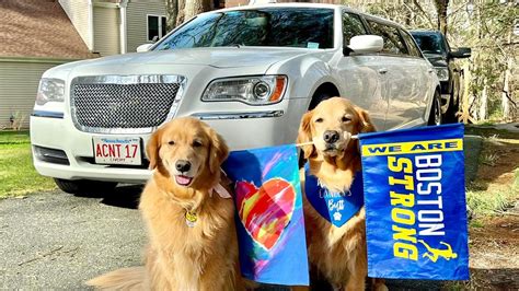 Golden retrievers honor late Boston Marathon dog Spencer with walk to ...