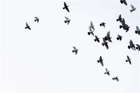 Flock Of Pigeons Photograph by Mustafagull - Fine Art America