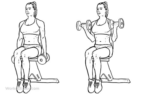 Seated Dumbbell Bicep Curls | WorkoutLabs