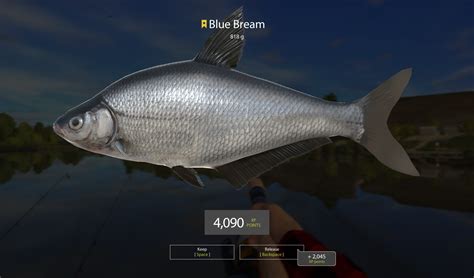 Blue Bream - Fish Species - Russian Fishing 4