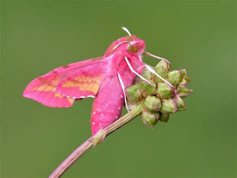 Small Elephant Hawk-moth | Butterfly Conservation